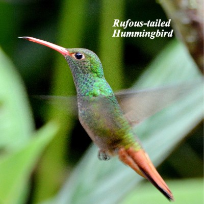 Rufous-tailed Hummingbird